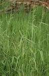 Photo Bowles Golden Grass, Golden Millet Grass, Golden Wood Mille, green