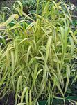 Photo Bowles Golden Grass, Golden Millet Grass, Golden Wood Mille, green