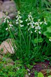 Photo Spanish Hyacinth, white