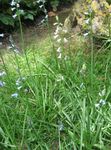 Photo Spanish Hyacinth, light blue
