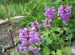Photo Betonica grandiflora, lilac