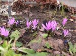 Photo Spring Meadow Saffron, lilac
