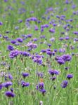 Photo Knapweed, Star Thistle, Cornflower, purple