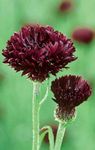 Photo Knapweed, Star Thistle, Cornflower, burgundy