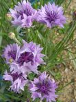 Photo Knapweed, Star Thistle, Cornflower, lilac