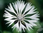Photo Knapweed, Star Thistle, Cornflower, white