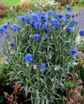 Photo Knapweed, Star Thistle, Cornflower, blue