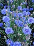 Photo Knapweed, Star Thistle, Cornflower, light blue