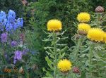 Yellow Hardhead, Bighead Knapweed, Giant Knapweed, Armenian Basketflower, Lemon Fluff Knapweed 