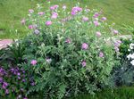Photo Persian Cornflower, Knapweed, pink