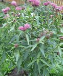 Photo Swamp milkweed, Maypops, Rose Milkweed, Red Milkweed, pink