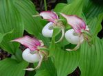 Photo Lady Slipper Orchid, pink