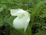 Photo Lady Slipper Orchid, white