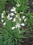 Photo St Bernard's lily, white