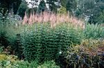Photo Culver's Root, Bowman's Root, Black Root, pink