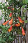 Photo Chilean glory flower, orange