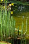 Photo Mare's Tail, green