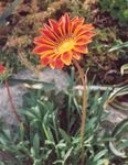 Photo Treasure Flower, orange