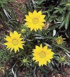 Photo Treasure Flower, yellow