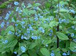 Photo Blue Stickseed, light blue
