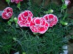 Photo Dianthus, China Pinks, pink