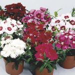Photo Dianthus, China Pinks, red