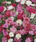 Photo Carnation, pink