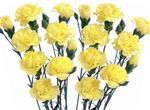 Photo Carnation, yellow