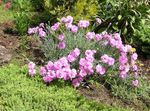Photo Dianthus perrenial, pink