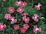 Photo Dianthus perrenial, red