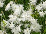 Photo Dianthus perrenial, white