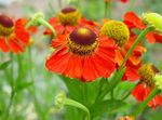 Photo Sneezeweed, Helen's Flower, Dogtooth Daisy, red