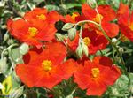 Photo Rock rose, red