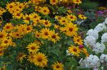 Photo False Sunflower, Ox-eye, Sunflower Heliopsis, yellow