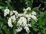 Photo Heliotrope, Cherry pie plant, white