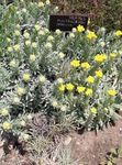 Photo Helichrysum perrenial, yellow