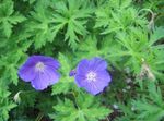 Photo Hardy geranium, Wild Geranium, light blue