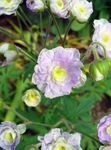 Photo Hardy geranium, Wild Geranium, lilac