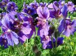 Photo Hardy geranium, Wild Geranium, purple