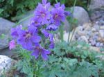 Photo Hardy geranium, Wild Geranium, blue
