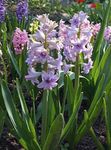 Photo Dutch Hyacinth, lilac