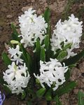Photo Dutch Hyacinth, white