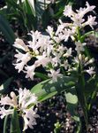 Photo Hyacinthella pallasiana, white