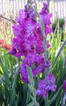 Photo Gladiolus, lilac