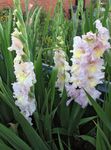 Photo Gladiolus, pink
