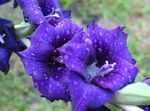 Photo Gladiolus, blue