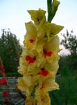 Photo Gladiolus, yellow