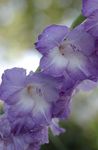Photo Gladiolus, light blue