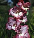 Photo Gladiolus, burgundy