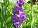 Photo Gladiolus, purple